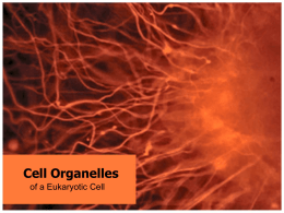 Organelles 2010_1