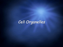 Cell Organelles Animal Cells