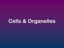 Organelles ppt organelles1
