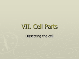 Cell basics & structure