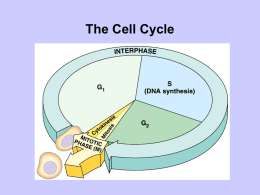 Cell Cycle PPT