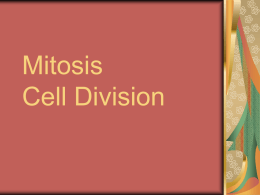 Mitosis Cell Division