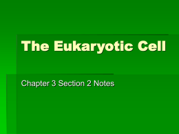 The Eukaryotic Cell
