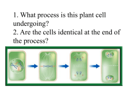 Cell Cycle Notes