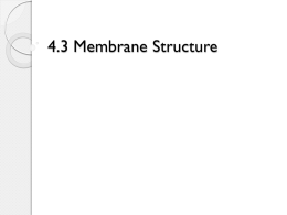 Membrane Structure & Function