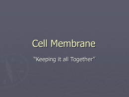 Cell Membrane - holyoke