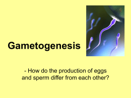 gametogenesis ppt