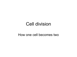 Cell Division Student Copy