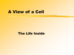 A View of a Cell