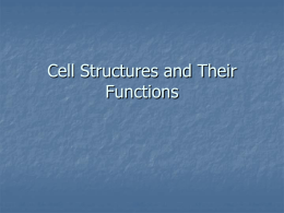 Cell Structures and Their Functions