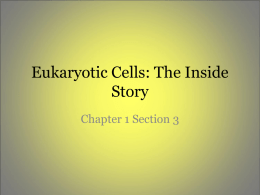 Eukaryotic Cells: The Inside Story
