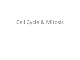 mitosis and cell cycle chs