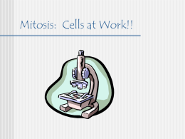 Mitosis: Cells at Work!!