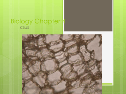 Biology Chapter 4 - Fort Thomas Independent Schools