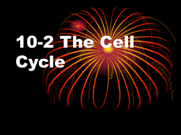 The Cell Cycle - Cloudfront.net