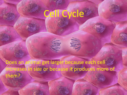 Cell Cycle Does an animal get larger because each cell them?