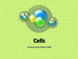 Animal Cell - Lyndhurst Schools