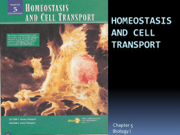 homeostasis and cell transport