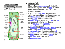 Ultra Structure and functions of typical Plant and Animal cell