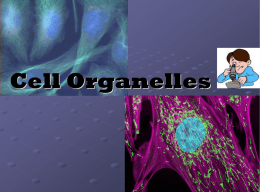 (part three) Cell organelles