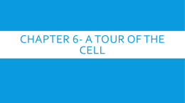 Chapter 6- A tour of the cell