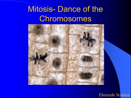 Mitosis- Dance of the Chromosomes