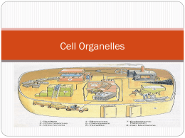 of the cell