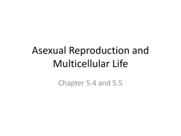 Asexual Reproduction and Multicellular Life