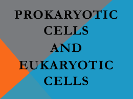 Prokaryotic/Eukaryotic Cells ppt. File