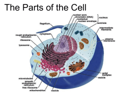 Ch 7 - Cell Partsx