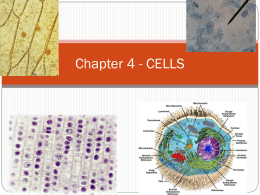 Chapter 4 Cell PowerPoint