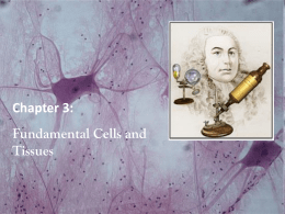 Fundamental Cells and Tissues
