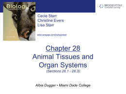 chapter28_Animal Tissues and Organ Systems(1