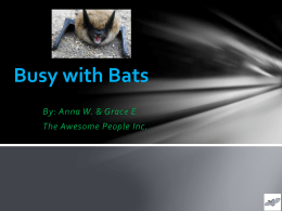 Busy with Bats - everettsd.org