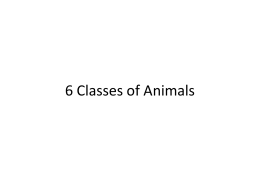 6 Classes of Animals