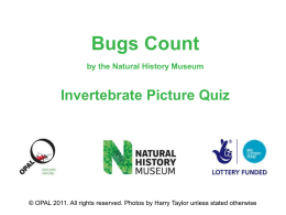 OPAL Bugs Count Invertebrate Picture Quiz Final