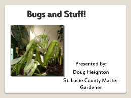 Bugs and Stuff! - St. Lucie County Extension Office