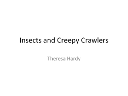 Insects and Creepy Crawlers