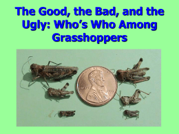 The Good, the Bad, and the Ugly: Who`s Who Among Grasshoppers