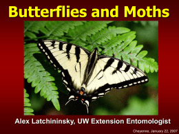 Butterflies and Moths - University of Wyoming