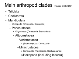 Former hypothesis of main arthropod clades (subphyla)