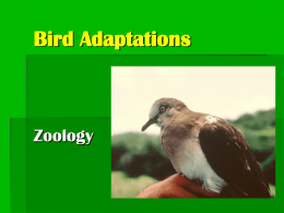 Bird Adaptations stud notes 07