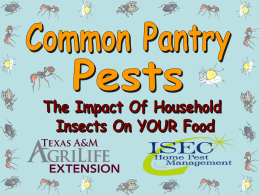 BLT-Pantry Pests