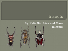 Insects - msetclass
