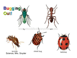 insects (power point - Mrs. Snyder`s science page