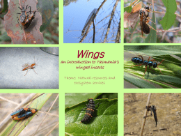 Wings: an introduction to Tasmania`s winged insects published by
