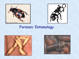 forensic_entomology_teacher_presentation