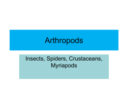 Arthropods ppt