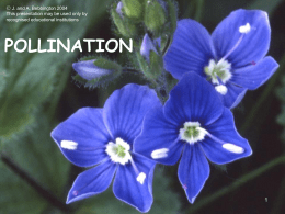 SAPS - Pollination