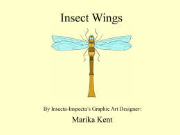 Click here - Insecta Inspecta World